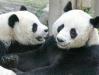 Панды считаются неофициальным символом Китая.