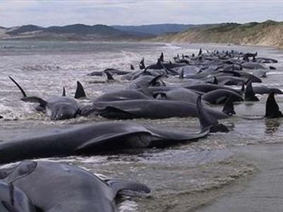 В Новой Зеландии более 400 дельфинов выбросились на берег (ВИДЕО)