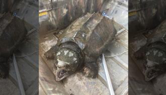 Рыбаки поймали в Оклахоме необычное существо