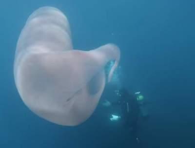 У берегов Новой Зеландии засняли странное восьмиметровое существо