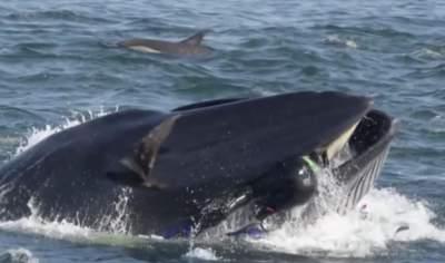 У побережья ЮАР кит проглотил дайвера