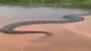 Гигантская 15-метровая анаконда в Бразилии заблокировала все русло реки (ВИДЕО)