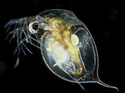  Daphnia pulex.