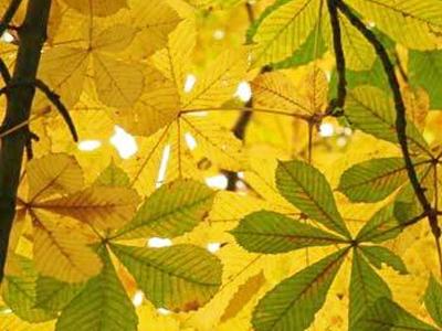 В Мариуполе начали "отлов" любителей жечь листву
