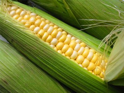 В следующем году кукуруза будет стоить дороже пшеницы