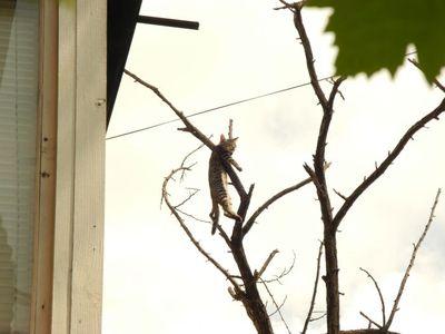 В Мариуполе сняли котенка с макушки дерева (ФОТО)