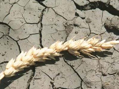 Засуха "взвинтила" цены на зерно
