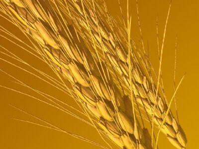 Украинские трейдеры буду экспортировать пшеницу без лимита