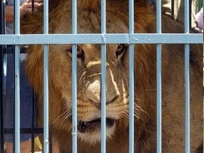 Посетитель зоопарка пытался "поздороваться" со львом.