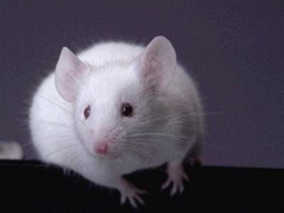 Кризис добрался до ученых: мышей заменят на насекомых