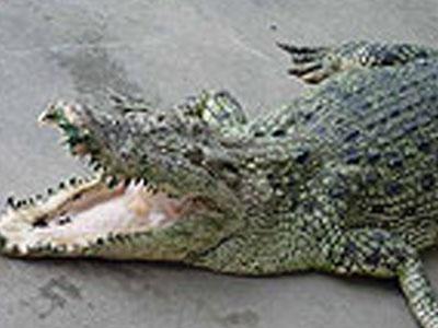 В одесском пруду обнаружили крокодила